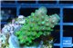 Acropora humilis green purple Fijii 2-4 cm WYSIWYG acclimaté