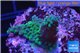 Acropora purple green 3-5 cm WYSIWYG acclimaté