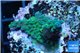 Acropora purple green 3-5 cm WYSIWYG acclimaté