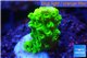 Acropora full neon green 1-2 cm WYSIWYG acclimaté