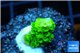 Acropora full neon green 1-2 cm WYSIWYG acclimaté