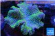 Sarcophyton full neon green polys Australia 8-14 cm WYSIWYG acclimaté