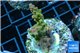 Acropora golden pink Indonesia 3-4 cm WYSIWYG acclimaté