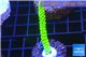 Acropora full neon green 4-6 cm WYSIWYG acclimaté