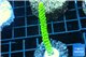 Acropora full neon green 4-6 cm WYSIWYG acclimaté