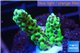 Montipora green & purple polyps 2-3 cm WYSIWYG acclimaté
