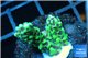 Montipora green & purple polyps 2-3 cm WYSIWYG acclimaté