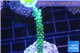 Acropora full neon green 4-6 cm WYSIWYG acclimaté