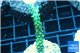 Acropora full neon green 4-6 cm WYSIWYG acclimaté