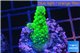 Acropora green purple tip & yellow polyps 2-3 cm WYSIWYG acclimaté