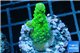 Acropora green purple tip & yellow polyps 2-3 cm WYSIWYG acclimaté