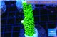 Acropora full neon green 3-4 cm WYSIWYG acclimaté