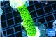 Acropora full neon green 3-4 cm WYSIWYG acclimaté