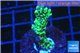 Montipora green & purple polyps 2-4 cm WYSIWYG acclimaté