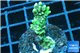 Montipora green & purple polyps 2-4 cm WYSIWYG acclimaté