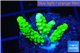 Acropora full neon green 3-4 cm WYSIWYG acclimaté