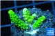 Acropora full neon green 3-4 cm WYSIWYG acclimaté