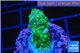 Acropora green purple tip & yellow polyps 2-3 cm WYSIWYG acclimaté