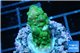 Acropora green purple tip & yellow polyps 2-3 cm WYSIWYG acclimaté