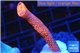 Montipora digitata red 3-5 cm WYSIWYG acclimaté