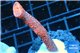 Montipora digitata red 3-5 cm WYSIWYG acclimaté