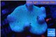 Sarcophyton full neon green polys Australia 7-10 cm WYSIWYG acclimaté
