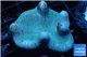 Sarcophyton full neon green polys Australia 7-10 cm WYSIWYG acclimaté