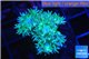 Duncanopsammia green 3 polyps WYSIWYG acclimaté