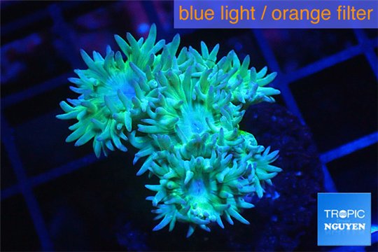 Duncanopsammia green 3 polyps WYSIWYG acclimaté