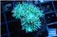 Duncanopsammia green 3 polyps WYSIWYG acclimaté