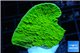 Montipora green cap 3-4 cm WYSIWYG acclimaté