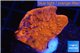 Montipora red cap 2-4 cm WYSIWYG acclimaté