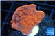 Montipora red cap 2-4 cm WYSIWYG acclimaté