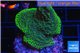 Montipora purple blue 3-4 cm WYSIWYG acclimaté
