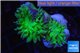 Duncanopsammia green 3 polyps WYSIWYG acclimaté