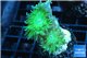 Duncanopsammia green 3 polyps WYSIWYG acclimaté