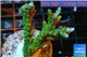 Acropora green purple tip 3-5 cm WYSIWYG acclimaté