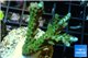 Acropora green purple tip 3-5 cm WYSIWYG acclimaté