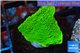 Montipora green cap 2-3 cm WYSIWYG acclimaté