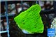 Montipora green cap 2-3 cm WYSIWYG acclimaté