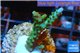 Acropora green purple tip 2-4 cm WYSIWYG acclimaté