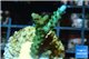 Acropora green purple tip 2-4 cm WYSIWYG acclimaté