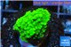 Acropora green 2-3 cm WYSIWYG acclimaté