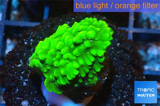 Acropora green 2-3 cm WYSIWYG acclimaté