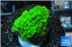 Acropora green 2-3 cm WYSIWYG acclimaté