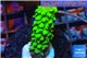 Acropora full neon green 2-3 cm WYSIWYG acclimaté