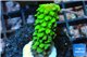 Acropora full neon green 2-3 cm WYSIWYG acclimaté