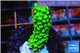 Acropora full neon green 3-4 cm WYSIWYG acclimaté
