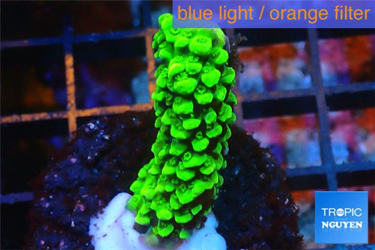 Acropora full neon green 3-4 cm WYSIWYG acclimaté