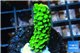 Acropora full neon green 3-4 cm WYSIWYG acclimaté